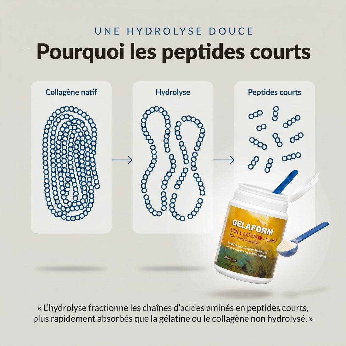 Pourquoi les peptides courts : l’hydrolyse douce fractionne le collagène en peptides courts